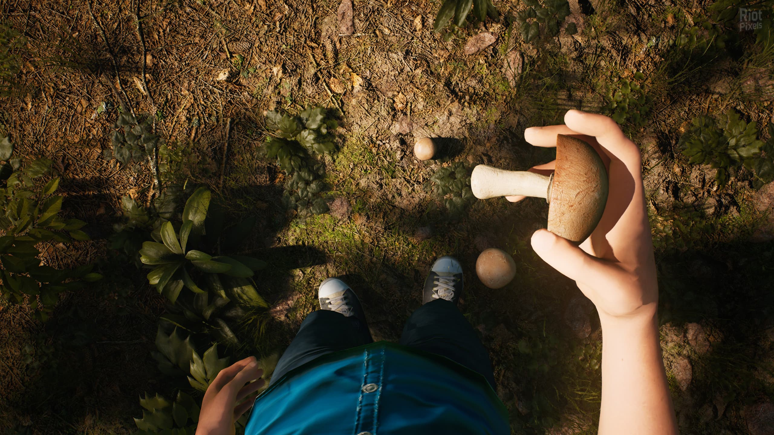 Morels: The Hunt screenshot 5